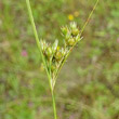 Fruchtfoto Juncus tenuis