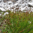 Habitusfoto Juncus trifidus