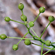 Fruchtfoto Kernera saxatilis