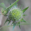 Fruchtfoto Knautia arvensis