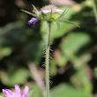 Stängel-/Stammfoto Knautia dipsacifolia