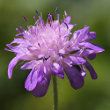 Portraitfoto Knautia dipsacifolia