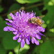 Portraitfoto Knautia drymeia