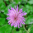 Blütenfoto Knautia longifolia