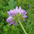 Stängel-/Stammfoto Knautia longifolia