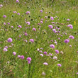 Habitusfoto Knautia purpurea