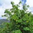 Habitusfoto Laburnum alpinum