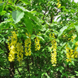 Foto von Besonderheit Laburnum alpinum