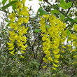 Portraitfoto Laburnum anagyroides