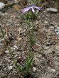 Habitusfoto Lactuca perennis