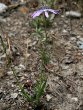 Habitusfoto Lactuca perennis