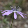 Blütenfoto Lactuca perennis