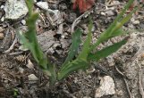 Foto von Besonderheit Lactuca perennis