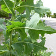 Blätterfoto Lactuca serriola