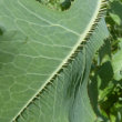 Foto von Besonderheit Lactuca serriola