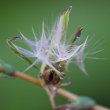 Fruchtfoto Lactuca virosa