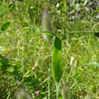 Blätterfoto Lagurus ovatus