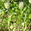Habitusfoto Lagurus ovatus