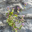 Habitusfoto Lamium amplexicaule