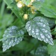 Blätterfoto Lamium galeobdolon subsp. argentatum