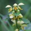 Portraitfoto Lamium galeobdolon subsp. argentatum