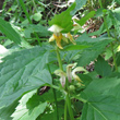 Blütenfoto Lamium galeobdolon subsp.flavidum