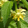 Portraitfoto Lamium galeobdolon subsp. montanum