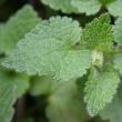 Blätterfoto Lamium maculatum