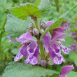 Portraitfoto Lamium maculatum