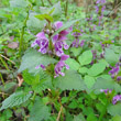 Habitusfoto Lamium maculatum