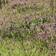 Foto von Besonderheit Lamium purpureum