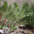 Habitusfoto Lappula squarrosa