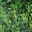 Habitusfoto Lapsana communis