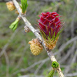 Blütenfoto Larix decidua