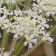 Blütenfoto Laserpitium halleri