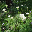 Habitusfoto Laserpitium halleri