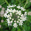 Portraitfoto Laserpitium latifolium