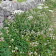 Habitusfoto Laserpitium latifolium