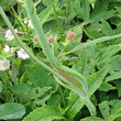 Stängel-/Stammfoto Laserpitium latifolium