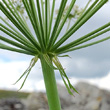 Foto von Besonderheit Laserpitium latifolium