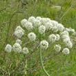 Blütenfoto Laserpitium latifolium