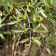 Blätterfoto Laserpitium siler