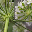 Foto von Besonderheit Laserpitium siler