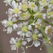 Blütenfoto Laserpitium siler