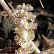 Portraitfoto Lathraea squamaria