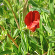 Portraitfoto Lathyrus cicera