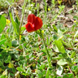 Habitusfoto Lathyrus cicera