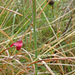 Stängel-/Stammfoto Lathyrus cicera