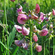 Portraitfoto Lathyrus heterophyllus