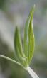 Foto von Besonderheit Lathyrus latifolius